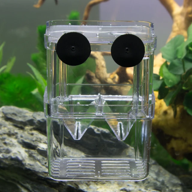 acrylic fish breeding isolation