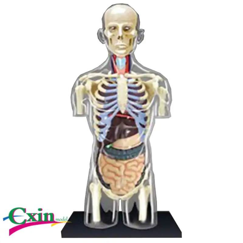 4d Master Montaggio Di Puzzle Del Giocattolo Corpo Umano Mezza Organi Interni Anatomico Modello Di Insegnamento Medico Scienza Medica Aliexpress