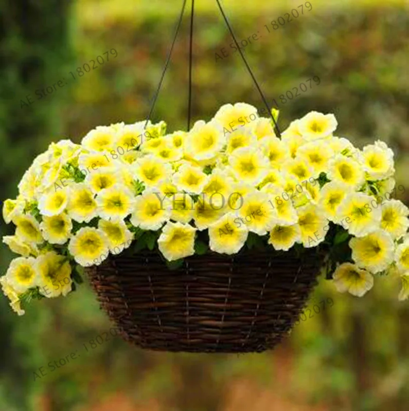 Best-Selling!200pcs Hanging Petunia Mixed flores Color Waves Beautiful Flowers For Garden Plant Bonsai Flower plantas,#BJLC4O Best-Selling!200pcs Hanging Petunia Mixed flores Color Waves Beautiful Flowers For Garden Plant Bonsai Flower plantas,#BJLC4O