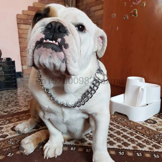 30 шт. дрессировочный ошейник для больших собак|collar for big dog|chain dog collardog collar |