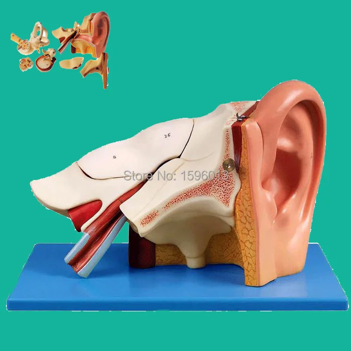 Ear Anatomical Model, Advanced Three times Ear Model, Ear structure model