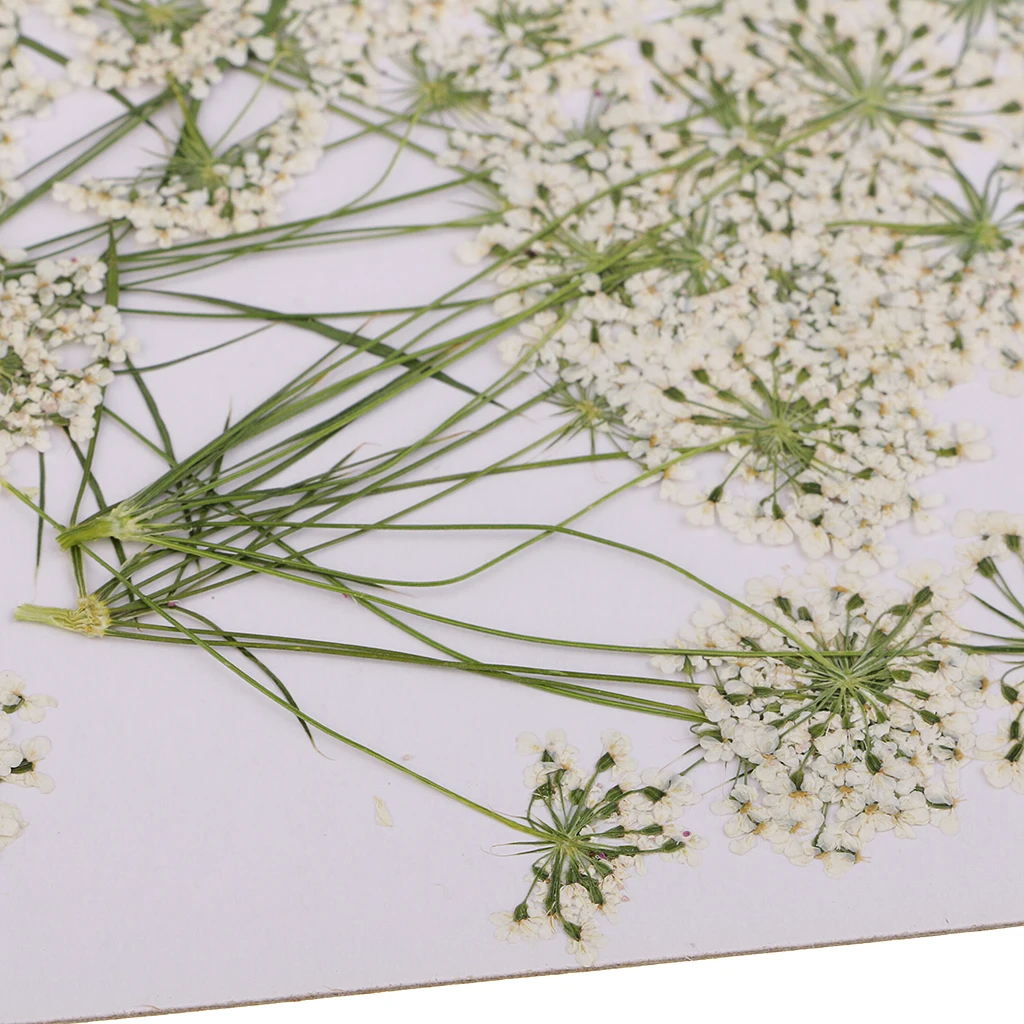 10 Pieces White Lace Flower Natural Real Pressed Dried Flower Poxy Resin Pendant Necklace Jewelry Making Craft DIY Accessories