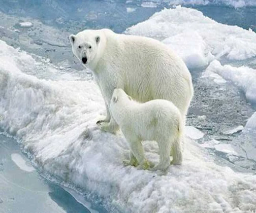 5d diamond painting polar bear,full diamond embroidery square diamond