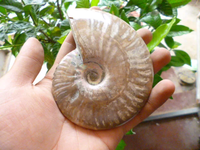Best Price 258g(0.56 lb) Natural Ammonite Specimen Shell Fossil Madagascar BFF075 Best Price 258g(0.56 lb) Natural Ammonite Specimen Shell Fossil Madagascar BFF075