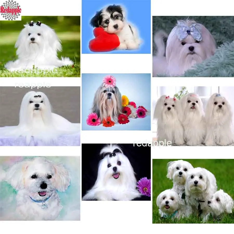 

diamond painting 5d cross stitch Maltese Dog diy 3d diamond embroidery crystal beads mosaic full square drill rhinestone picture