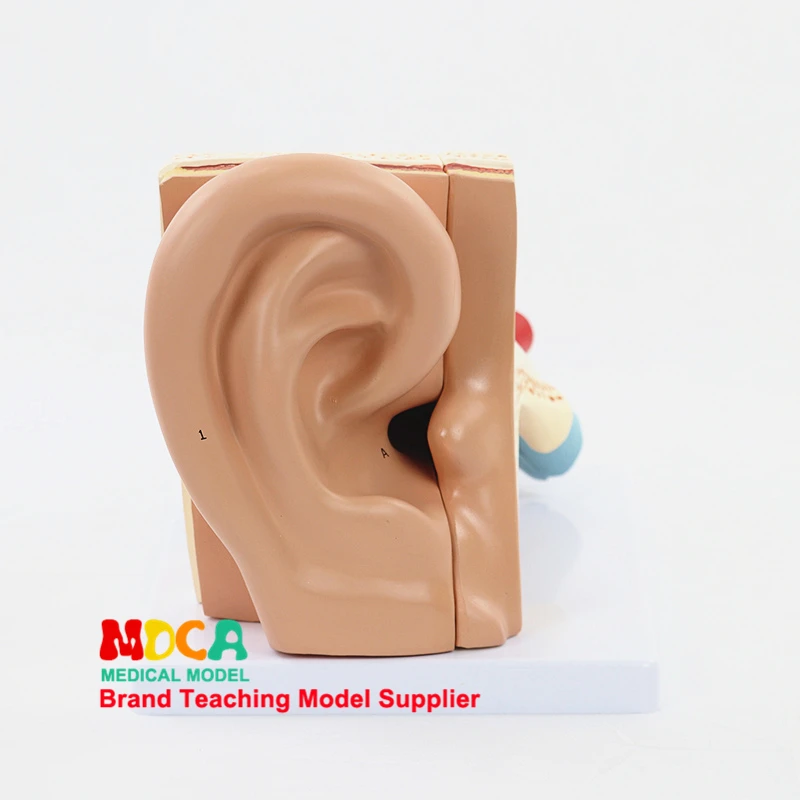 Разборки 5 компонентов уха анатомическая модель уха слуховых косточек лабиринт модели ушной раковины медицинское учение MED002