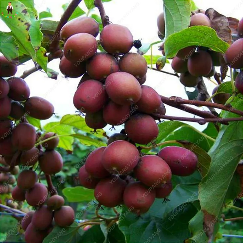 200pcs Bonsai Mini Kiwi Fruit Perennial Tree Home Garden Potted Plants