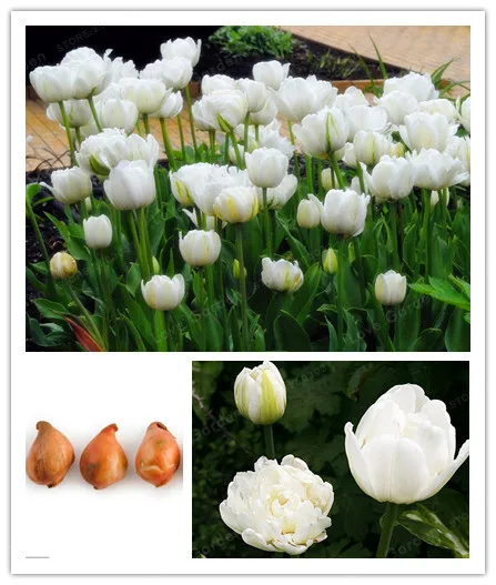 2 Bulbs True Tulip Bulbs,Tulip Flower,Tulipanes Flower Plant For Garden plants( Tulip Bonsai)Flower Bulbs Symbolizes Love