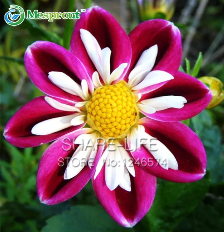 White Summer Flowers Reviews Online Ping Rare Red And White Point Dahlia Seeds Beautiful Perennial Flowers For Diy Home Garden 50pcs Pack
