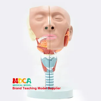 

2 Parts Pharyngeal muscles and larynx Anatomical model Oronasal model Anatomy of lingual muscle Head Model Medicine Teaching