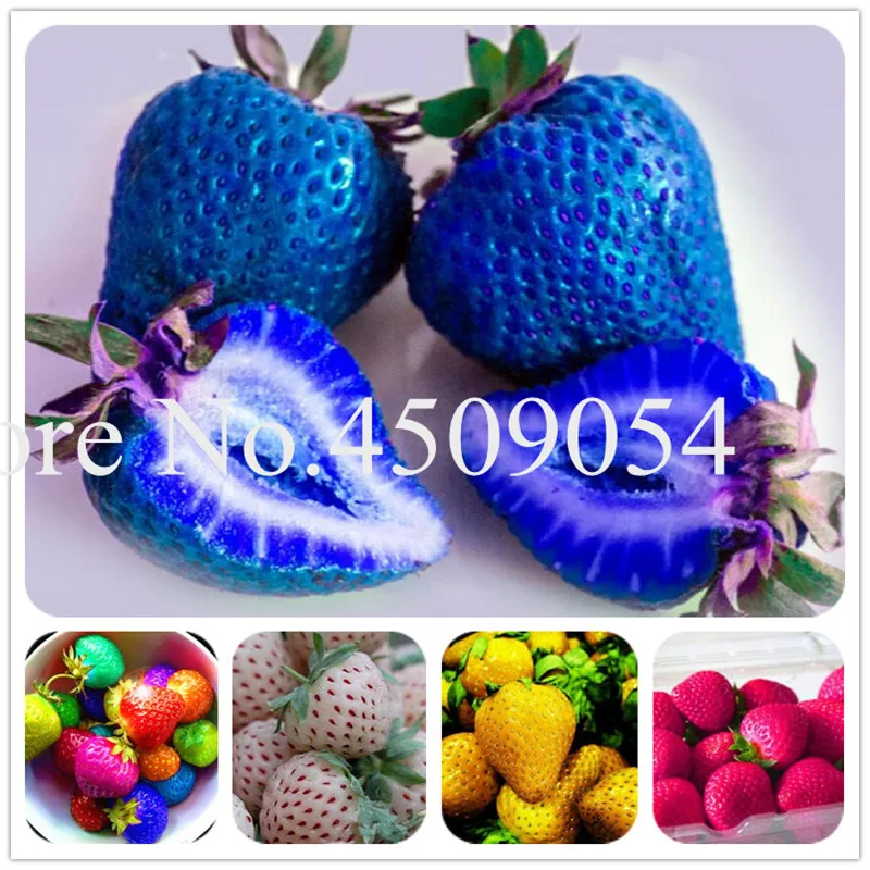 Bonsai 200 pcs Japanese Blue Strawberry Berry Sweet Fruit Indoor Outdoor Plant Strawberry Garden Multi-Color To Choose