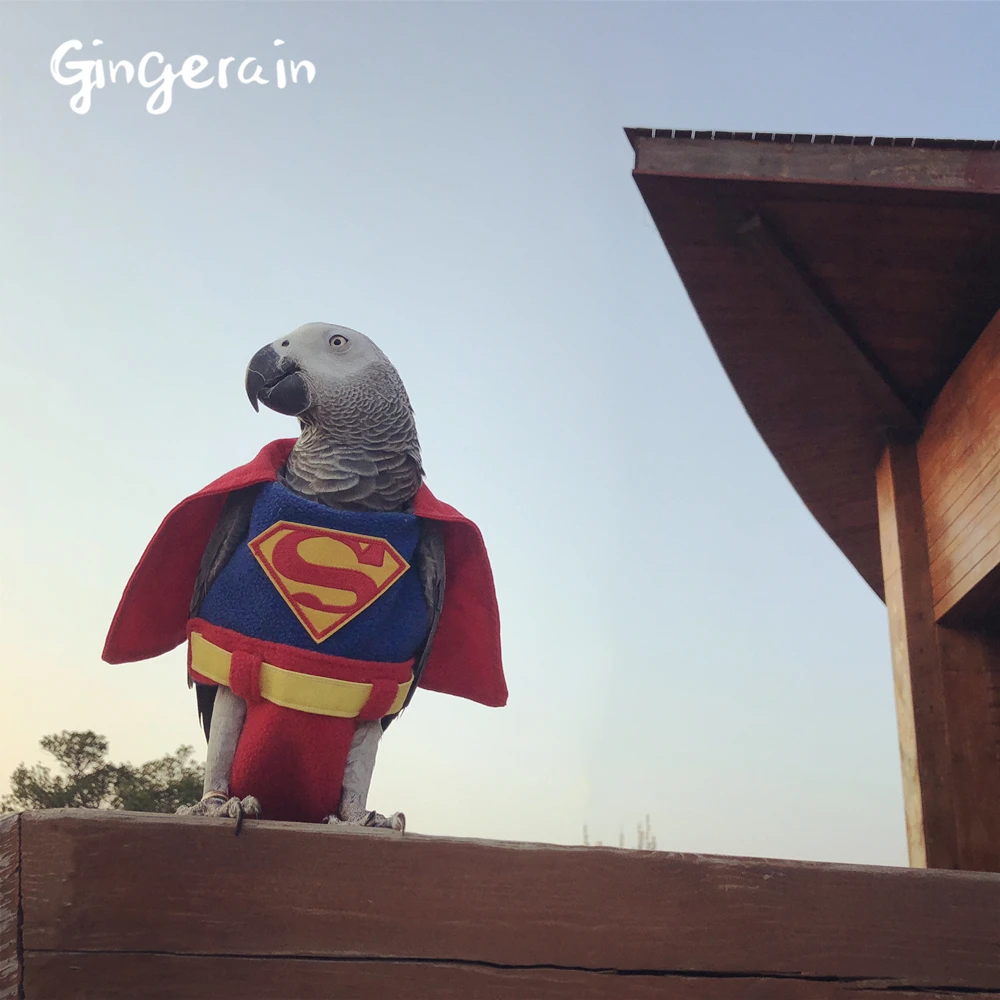 Gingerain одежда с птицами попугай подгузник Супермен ручной работы на заказ одежда с птицами Супермен