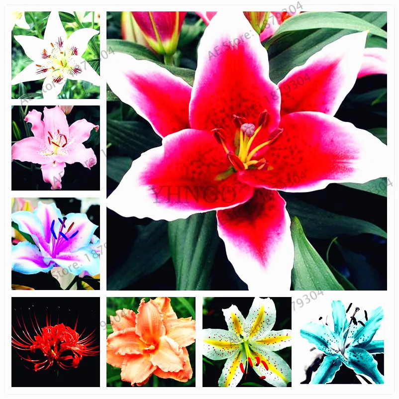

100pcs/bag Lily flores lily flower plantas lilium rare flower Faint scent bonsai pot plant for home and garden