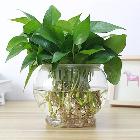 

Popular 1PC High Borosilicate Glass Hanging Glass Flower Planter Vase Terrarium Container Home Garden Ball Decor