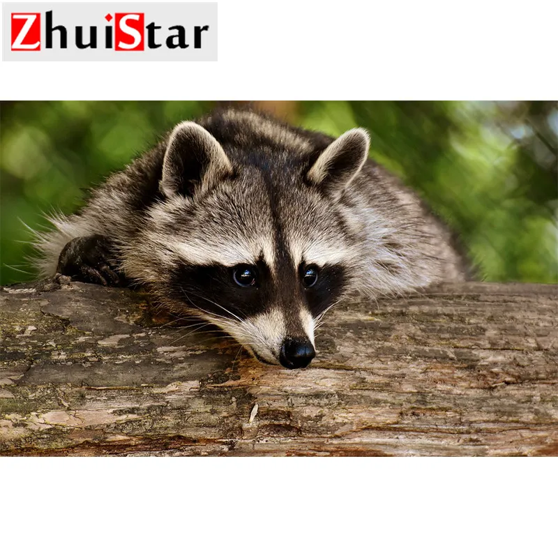 raccoon-3538081_960_720