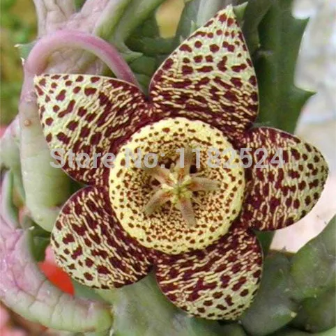 100pcs - Leopard skin flower seeds Stapella pulche...