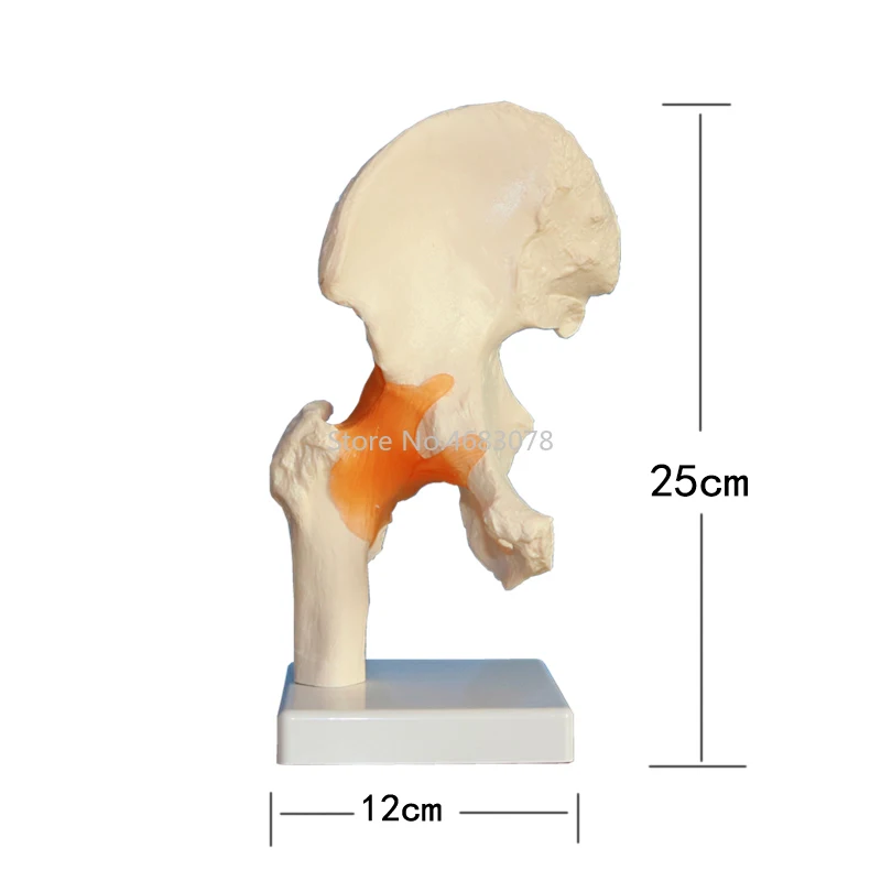 Life Size Human Ligament Hip Joint Medical Anatomy Model Skeleton Medical Science Stationery for teaching supplies