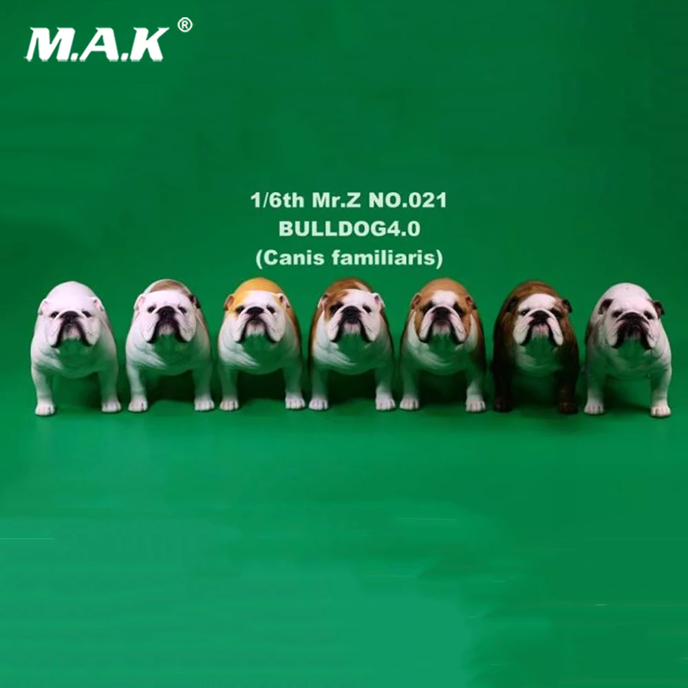 

2 pcs/set Mr.Z 1/6 YD006 English Pet Dog Bulldog 4.0 Canis Familiaris Dogs Model Toys