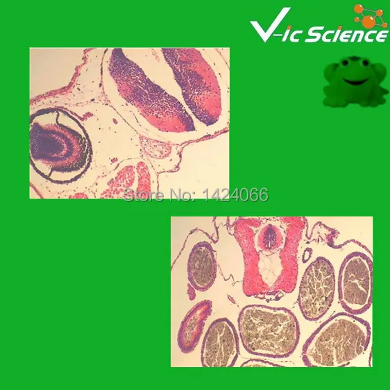 Embryology Prepared Slides Set