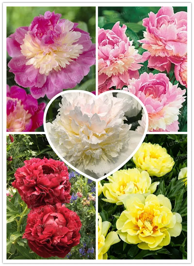 

10pcs Bonsai peony flower perennial peony flowers home garden plants bonsai Chinese Paeonia Suffruticosa