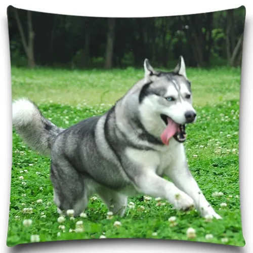 Husky cock