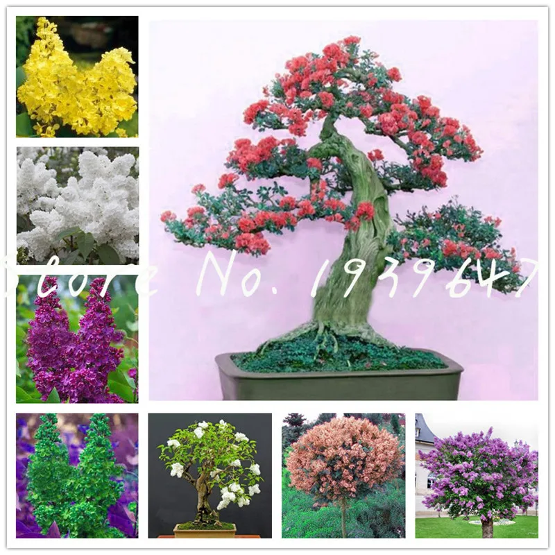 

100 Pcs Mini Bonsai Lilac flower Japanese Lilac (Extremely Fragrant) Lilac Flower Tree planta, Perennial Garden Aromatic plants