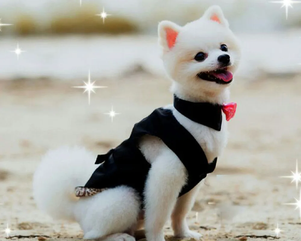 

5D DIY diamond embroidery painting lovely dog full square rhinestone diamond mosaic home decorative needlework diamant