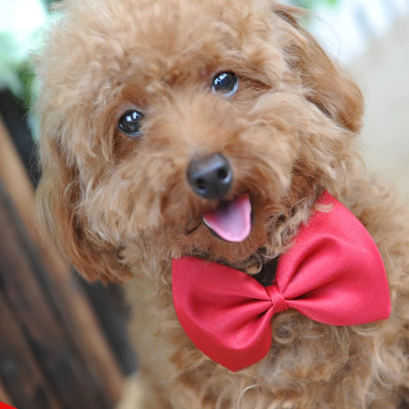 pet dog bows  (9)