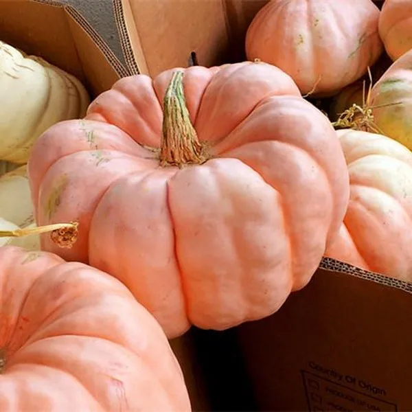 

20PCS Pink Pumpkin Rare Popular & Cute Color No GMO Delicious DIY Home Vegetable