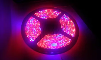 

100M/lot 16.4ft SMD 5050 300 LED Plant Growing LED Strip Flexiable Light Red:Blue=7:1 60LED/m DC12V IP65 Epoxy Waterproof