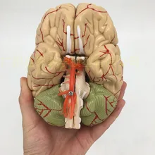 1:1 модель медицинского обучения анатомический мозг с церебральными артериями