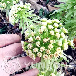 100 шт. греческий Petasites Japonicus бонсай Фамильные сладкий растений овощ без ГМО легко выращиваемые для дома сад Бесплатная доставка