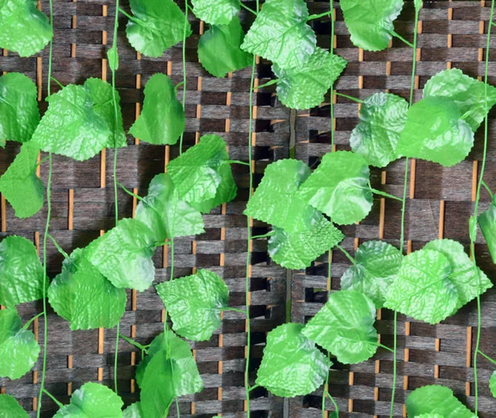  photo ivy1.jpg