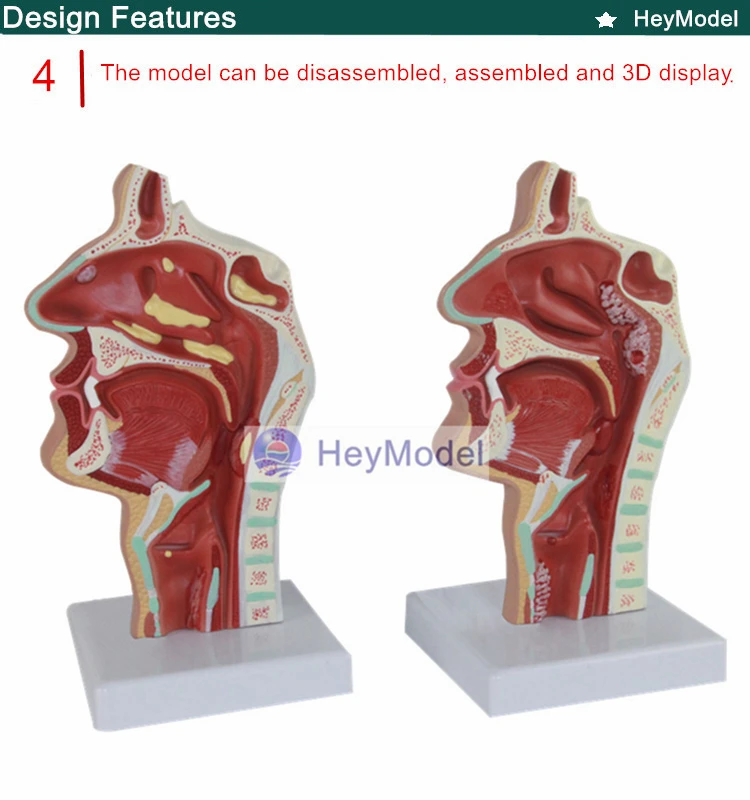 Heymodel носовые поражений