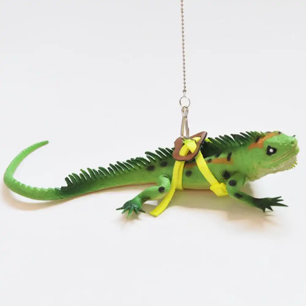 Kadal Iguana Reptil Traksi Tali Turtle Tupai Amfibi Hewan Kecil