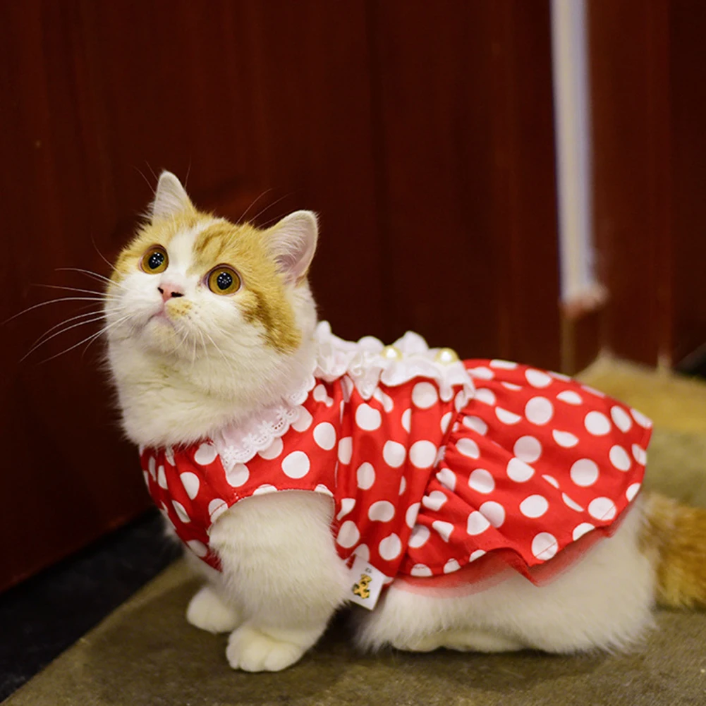 одежда для кошек. кошка в платье. кошечка в платьице. сьюзен херберт художник. нарядная кошка.
