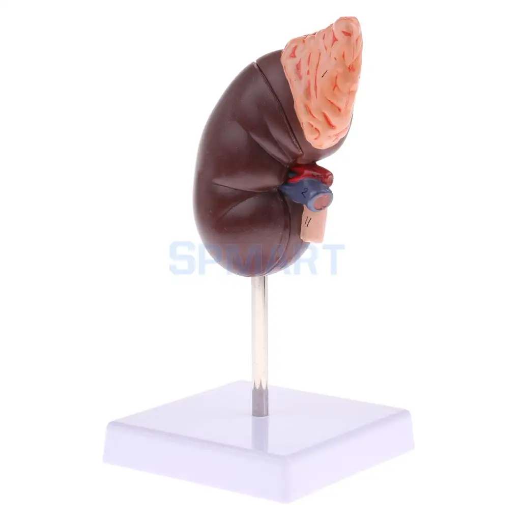 1:1 Human Removable 2 Parts Kidney with Adrenal Gland Anatomical Model