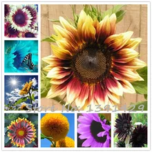 New 40pcs/bag 24 colors sunflower seeds Organic Helianthus annuus seeds ornamental flower seed sunflower paint for home garden