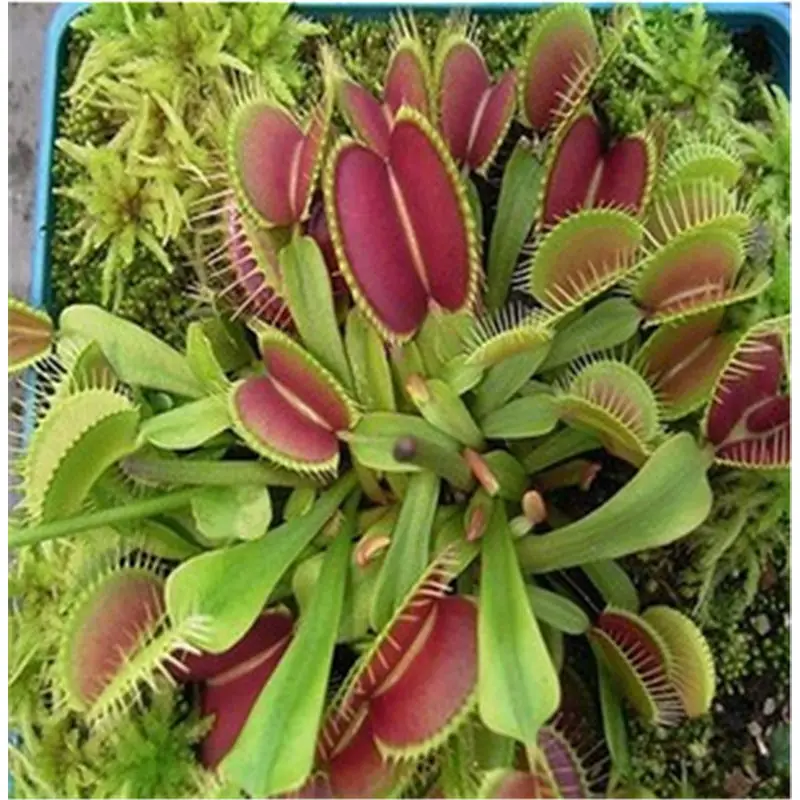 New Arrival Venus Fly Trap Flower Seeds Dionaea Muscipula Giant Clip