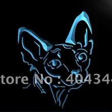 LB988-сфинкс канадский голая кошка свет Вход