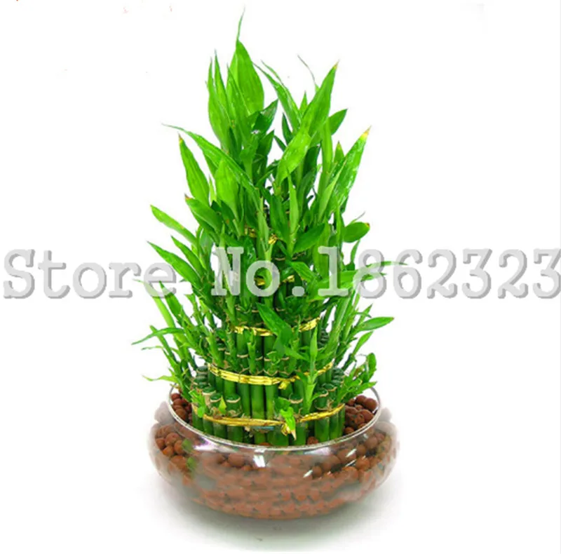 

Hot sale! 50 pcs/bag Rare Exotic Lucky Bamboo Perennial Bonsai Colorfuls Ornamental Bambusa Garden Plant Family Anti-radiation