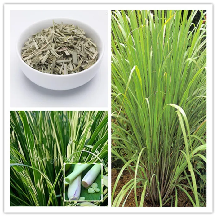 500pcs / Bag Lemon Grass plants home garden Herb plants Lemongrass plants Chinese Heirloom tea bonsai Diy plant potted Sementes