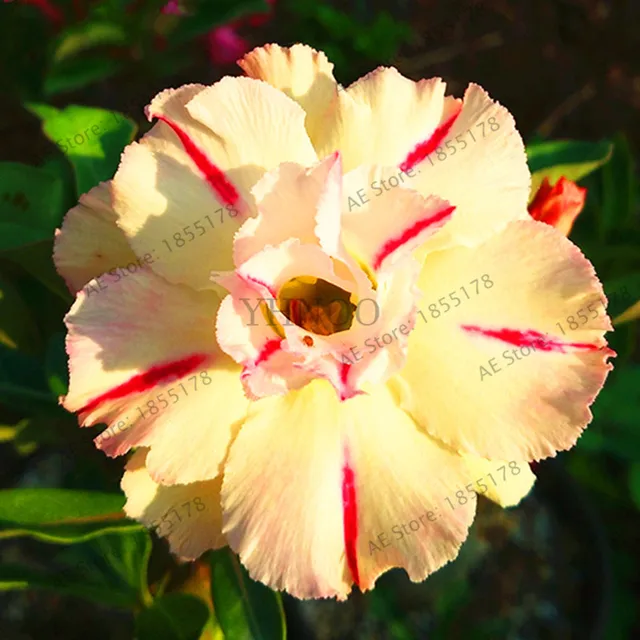 Buy Desert Rose Bonsai Potted Flowers Plant Adenium