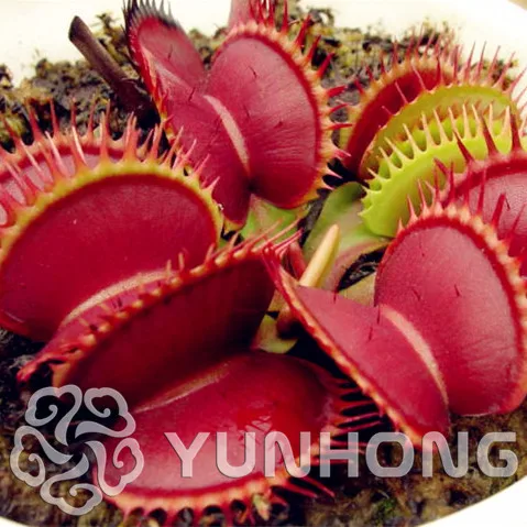 

Free shipping Garden Plant Family 100PCS Potted Mini Insectivorous Plant Bonsa Dionaea Muscipula Giant Clip Venus Flytrap Bonsa