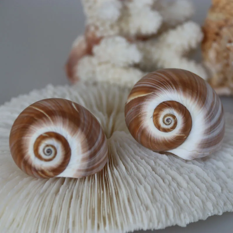 

Free Shipping(10pcs/lot)Jade Cat Eye Conch Natural Shell&Conch Home Decoration Aquarium Landscaping Wedding Platform Decoration