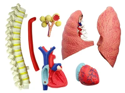 4D мастер развивающие игрушки собранные модели человеческое легкое анатомический Медицинский использовать