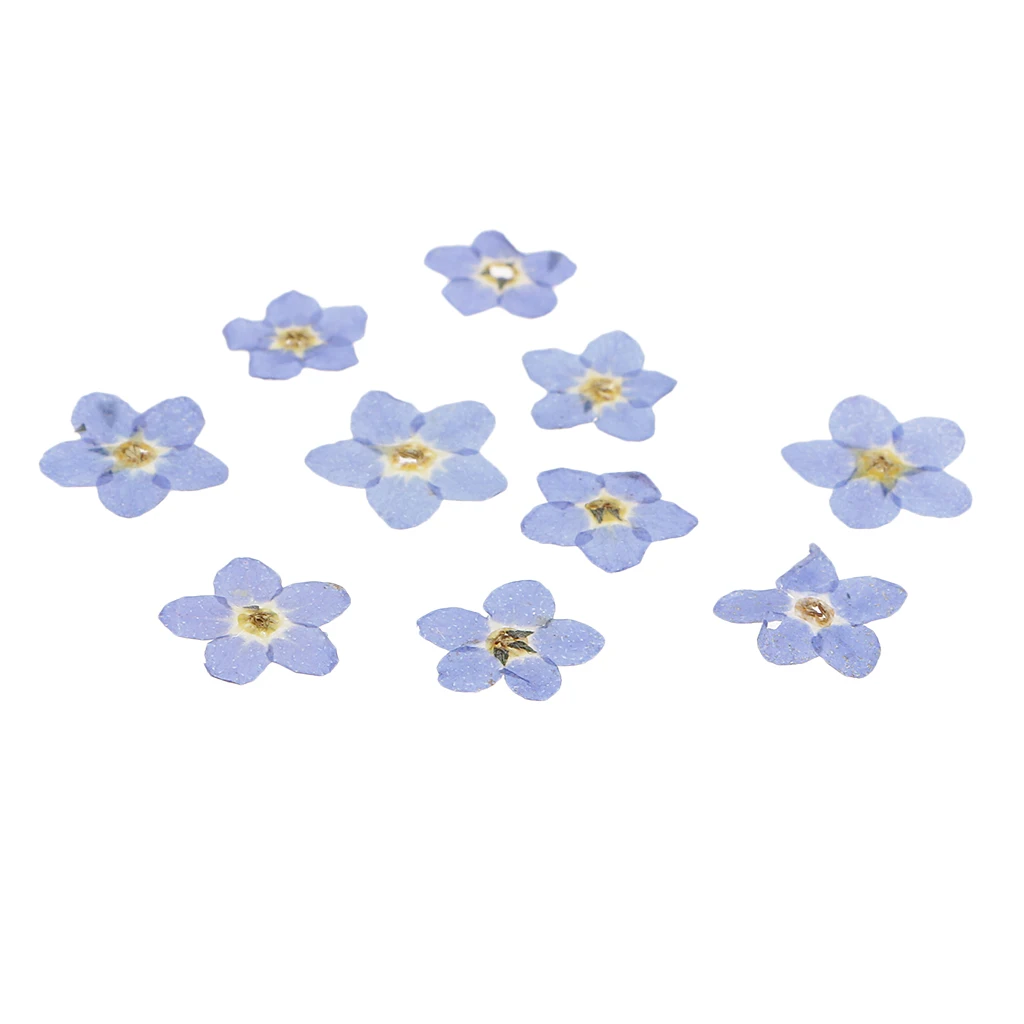 10 Pieces Natural Forget-me-not Flowers Pressed Dried Flowers For Art Crafts Scrapbooking
