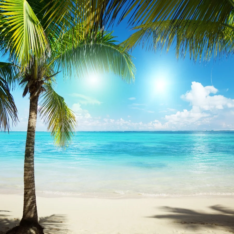 Laeacco Summer Sea Beach Palm Tree Scenic Photography Backgrounds | My ...