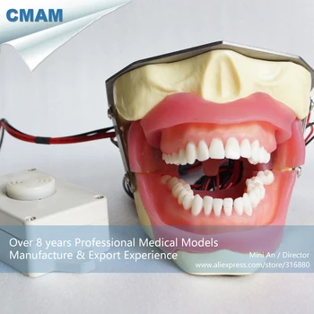 

DH/13112, Anesthesia Extraction Model with buzzer, Phantom Head, Educational Teaching Anatomical Models