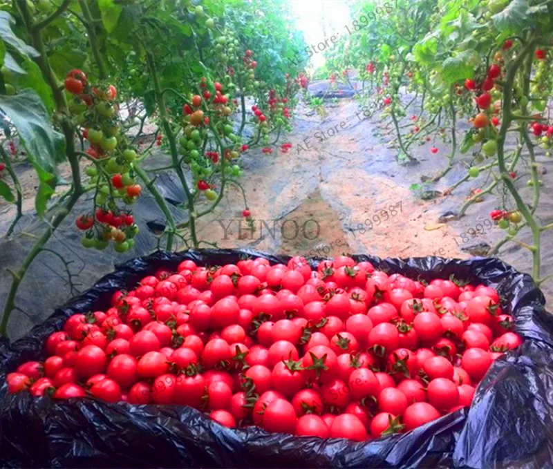 Новый Свежий 100 шт./пакет бонсай томатные растения, вкусCherry Томатный Сад, не ГМО Plantas овощи съедобные еда горшках завод